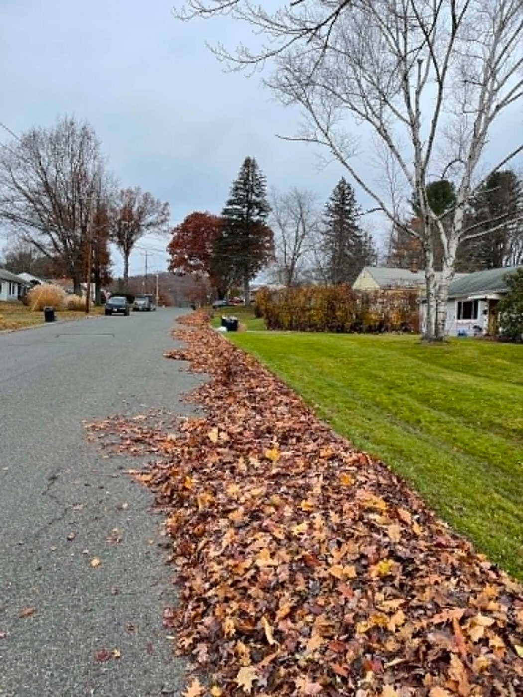 Long row of raked leaves along the curb
