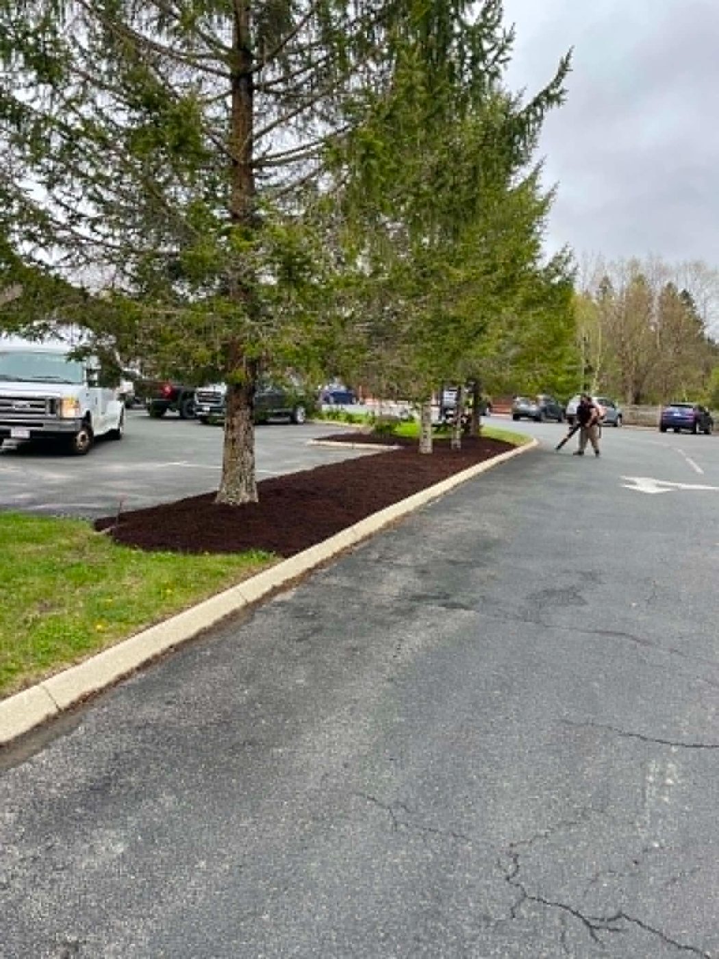 Clean mulch ring around a tree at a business plaza