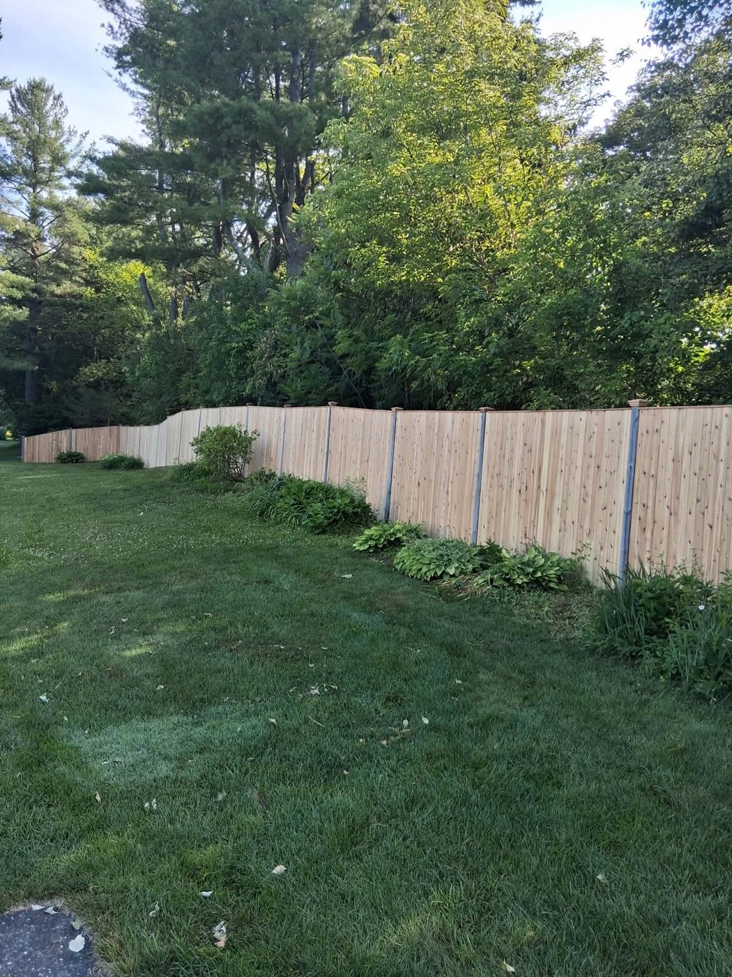 Cedar privacy fence running along a tree-lined backyard with hostas at the base