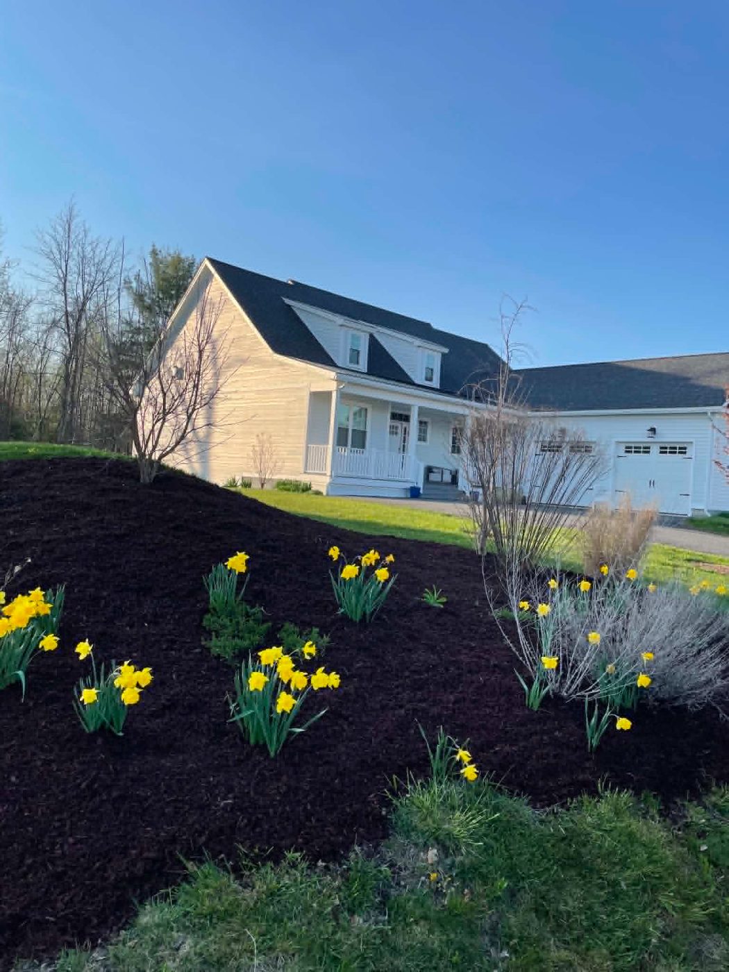 Mulched hillside bed with daffodils in bloom