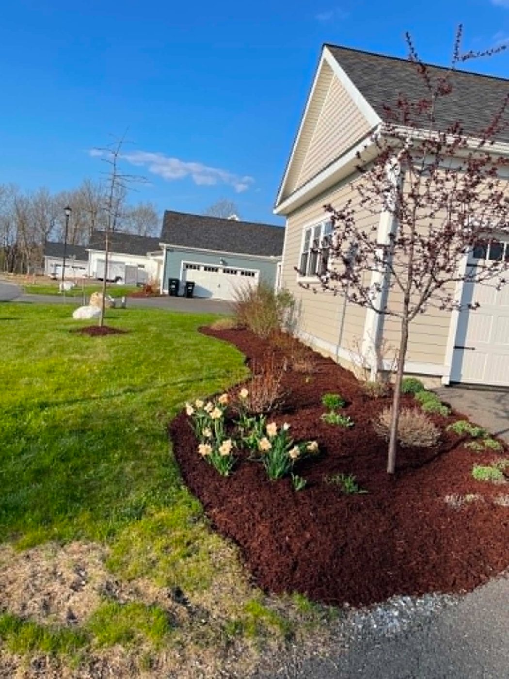 Curved mulch bed with tulips and a young tree