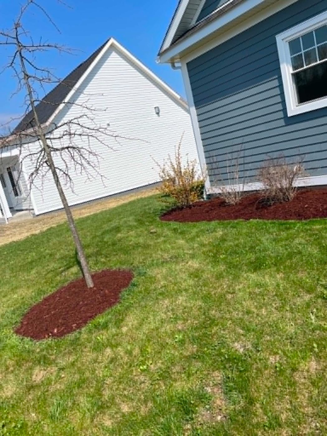 Mulch ring around a young tree in a front yard