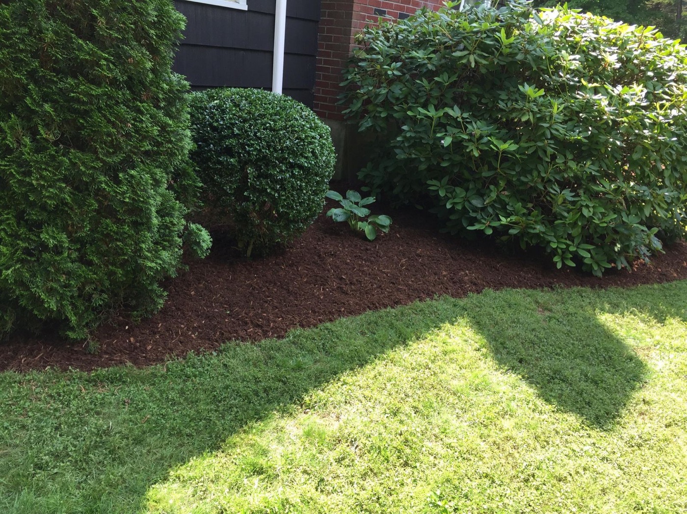 Neatly trimmed foundation shrubs over a fresh mulch bed