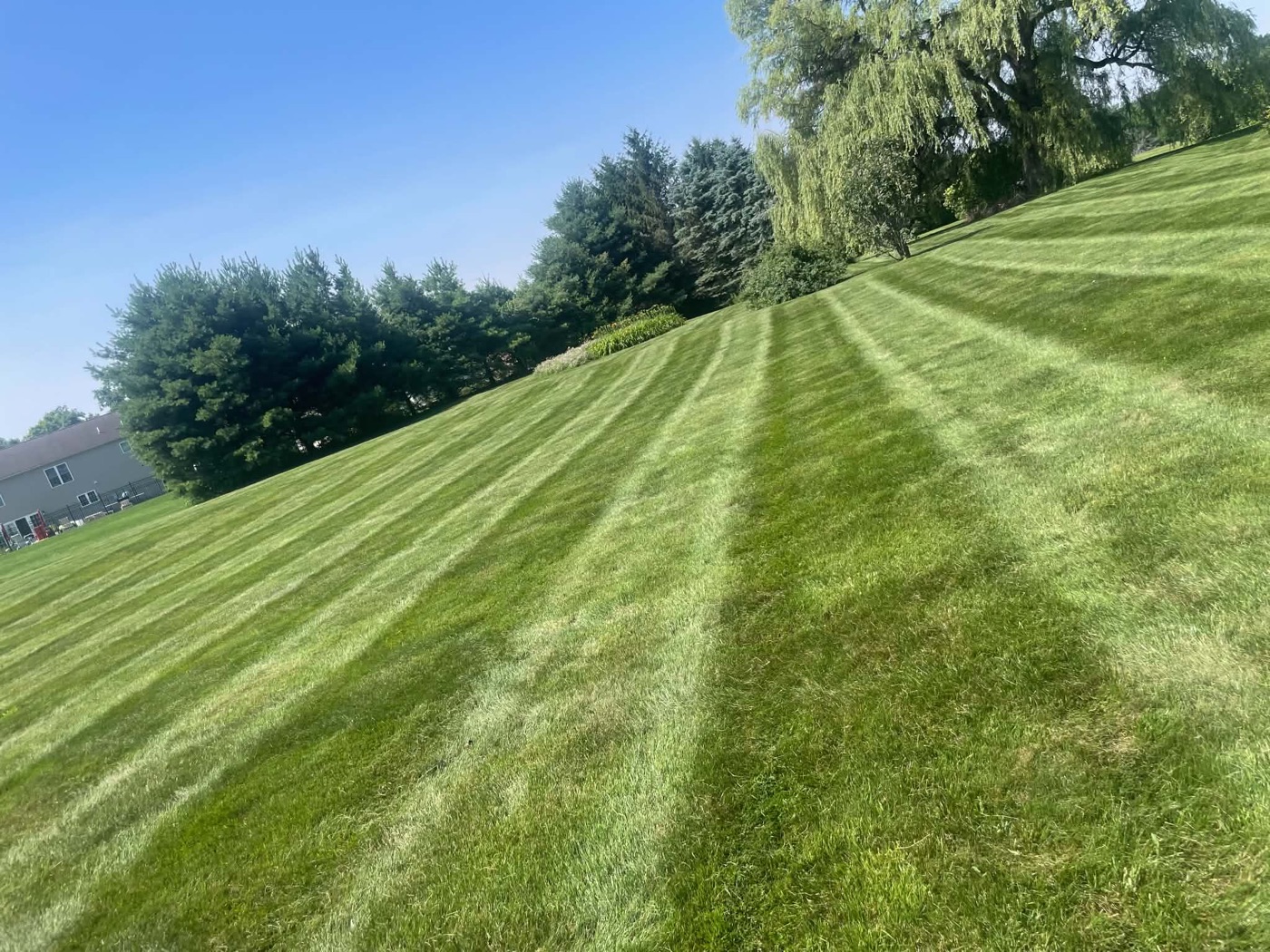 Deep mowing stripes running down a sloped front lawn